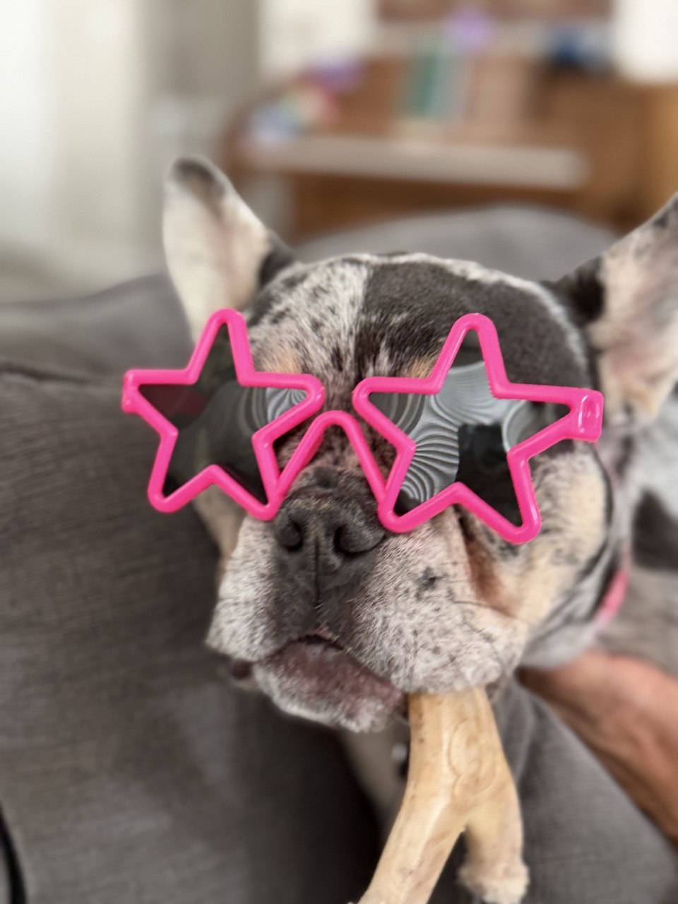 Hollywood Harley - Merle Frenchie