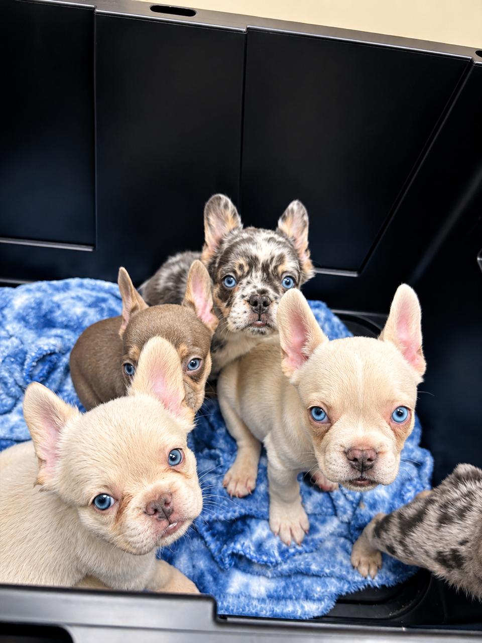 Knox litter - merle, lilac, Isabella