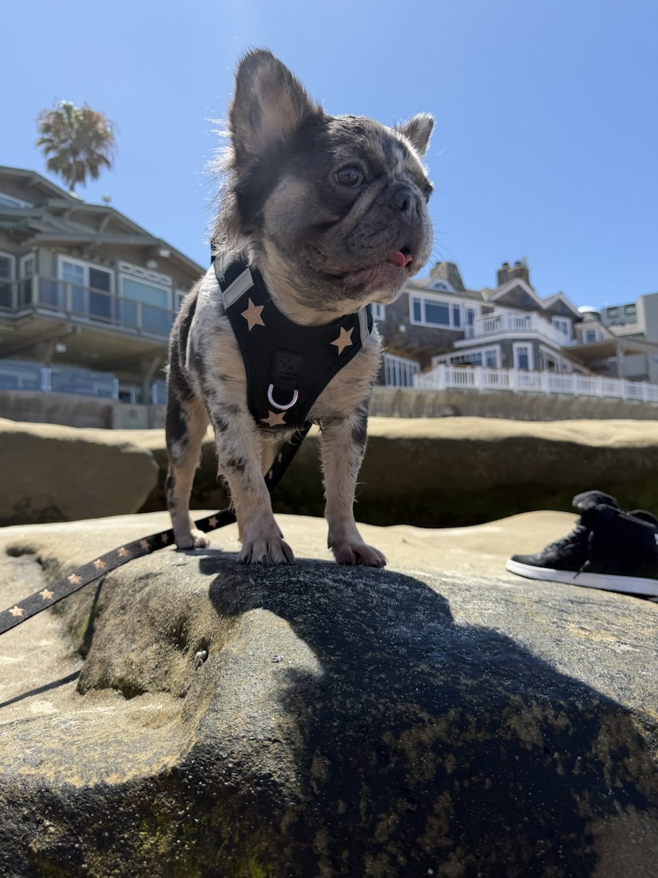 Laila at the Beach